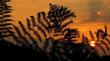 Kwiaty doniczkowe cieniolubne – 15 gatunków roślin, które lubią cień