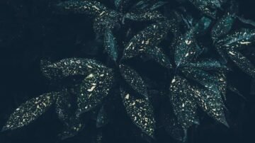 Aukuba japońska – jak uprawiać ten ozdobny krzew liściasty w donicy lub ogrodzie?