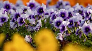 Bratki na balkonie – kiedy i jak sadzić bratki w doniczkach? Jak pielęgnować bratki?