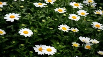 Byliny wieloletnie: piękno i różnorodność w Twoim ogrodzie