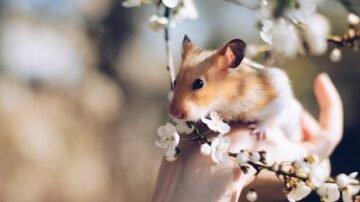Chomik jako domowy pupil – jak o niego dbać, co je i jak długo żyje?