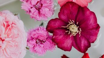 Dzwonek dalmatyński – uprawa, pielęgnacja i zastosowanie w ogrodzie