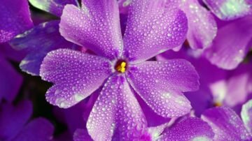 Floks wiechowaty – piękna bylina do ogrodu