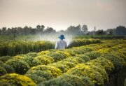 Hodowla kwiatów – jak założyć biznes?