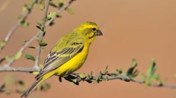 Kanarek w domu – jak dbać o tego ptaka?