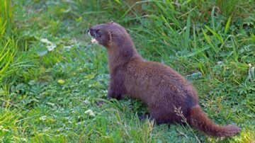 Kuna na poddaszu – jak ją skutecznie odstraszyć i zabezpieczyć dom?