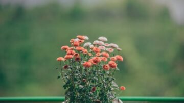 Niewymagające kwiaty na balkon – gatunki odporne na suszę i rzadkie podlewanie