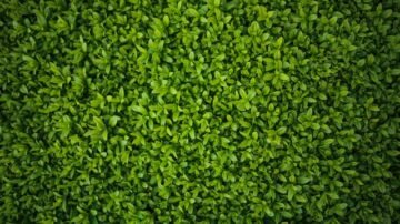 Laurowiśnia na pniu – odmiany, uprawa i pielęgnacja