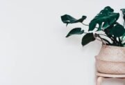 Monstera – jak dbać, jak podlewać, jak dobrać doniczkę? Wszystko o uprawie monstery w domu