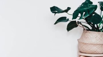 Monstera – jak dbać, jak podlewać, jak dobrać doniczkę? Wszystko o uprawie monstery w domu