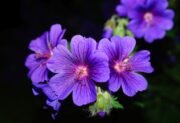 Pelargonia angielska – pelargonia wielkokwiatowa: uprawa, pielęgnacja, choroby i szkodniki