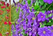 Powojnik wielkokwiatowy (Clematis x hybrida) – uprawa, pielęgnacja i cięcie