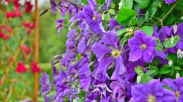 Powojnik wielkokwiatowy (Clematis x hybrida) – uprawa, pielęgnacja i cięcie