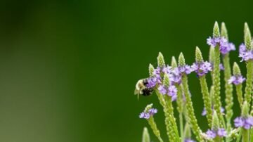 Przetacznik kłosowy – uprawa, pielęgnacja i zastosowanie w ogrodzie