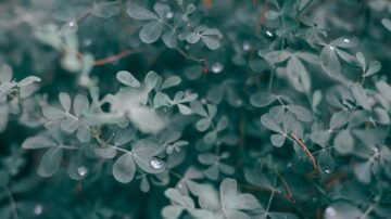 Rośliny na literę E – wybory do ogrodu i wnętrza