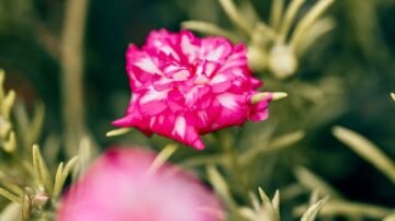 Rośliny na literę G – wybór roślin do ogrodu i wnętrz