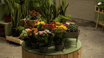 Rośliny na literę „U”: Przegląd gatunków i ich zastosowanie