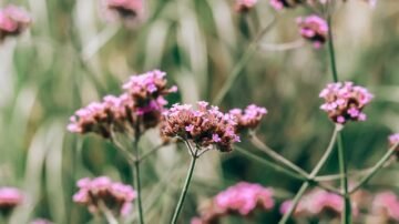 Rośliny na literę W – idealne wybory do Twojego ogrodu i wnętrza