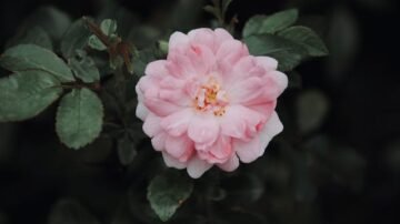 Róża chińska (ketmia, hibiskus) – jak dbać o hibiskusa w doniczce?