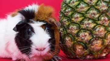 Świnka morska w domu – ile kosztuje, co je, jakie są rasy świnki morskiej? Poradnik