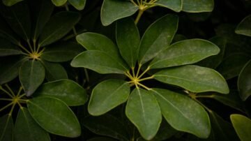 Szeflera drzewkowata – wszystko, co musisz wiedzieć o uprawie