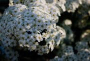 Tawuła brzozolistna – jak uprawiać i pielęgnować ten krzew?