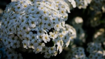 Tawuła brzozolistna – jak uprawiać i pielęgnować ten krzew?