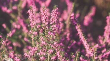 Wrzosy w domu – jak pielęgnować wrzosy w doniczce?