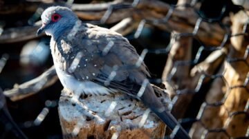 Zeberki – egzotyczne ptaki w domu: jak je hodować, co jedzą, ile żyją?