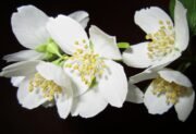 Gardenia jaśminowata – kapryśna piękność o oszałamiającym zapachu