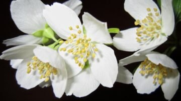 Gardenia jaśminowata – kapryśna piękność o oszałamiającym zapachu