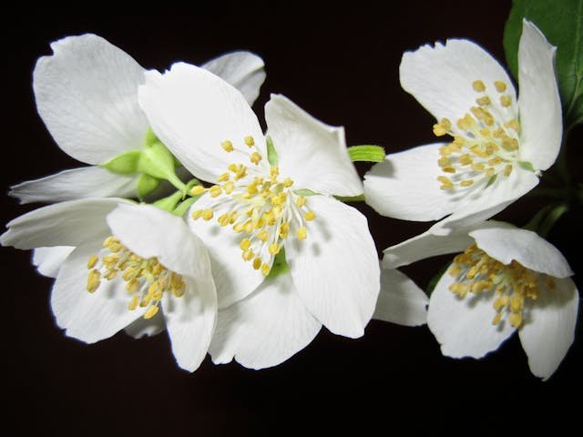 Gardenia jaśminowata – kapryśna piękność o oszałamiającym zapachu