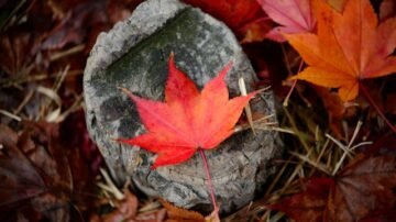 Klon pospolity – efektowne drzewo, które ozdobi każdy ogród