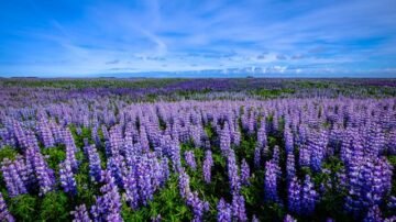 Łubin ogrodowy – kolorowa architektura rabaty