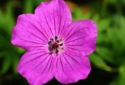 Pelargonia kaskadowa – królewna balkonów, która kocha słońce
