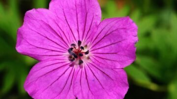 Pelargonia Calliope – jak pielęgnować tę wyjątkową roślinę balkonową?