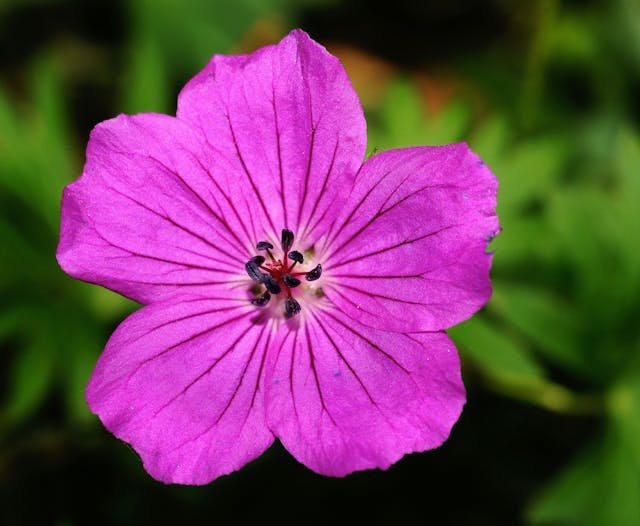 Pelargonia Calliope – jak pielęgnować tę wyjątkową roślinę balkonową?