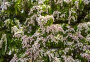 Pieris japoński – zimozielony krzew do cienistego ogrodu
