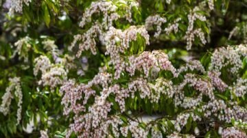 Pieris japoński – zimozielony krzew do cienistego ogrodu