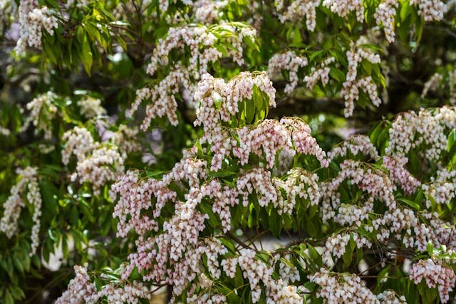 Pieris japoński – zimozielony krzew do cienistego ogrodu