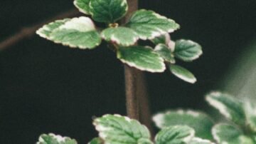 Plektrantus (komarzyca) – ozdoba balkonu i skuteczna broń przeciw komarom