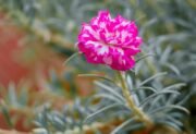Portulaka wielkokwiatowa – słoneczny dywan z południa