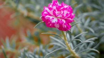 Portulaka wielkokwiatowa – słoneczny dywan z południa