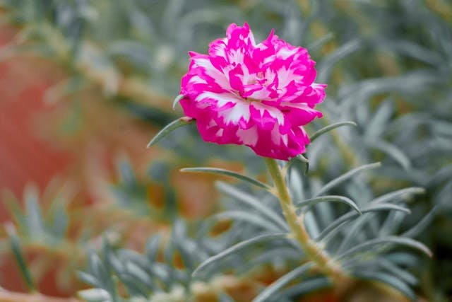 Portulaka wielkokwiatowa – słoneczny dywan z południa