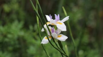 Przywrotnik ostroklapowy – dekoracyjna bylina, która wzbogaci każdy ogród