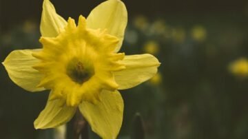 Niezwykły alfabet natury: rośliny na literę N