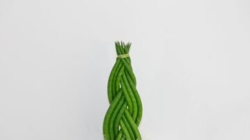 Sansewieria gwinejska – żelazna dama wśród roślin doniczkowych