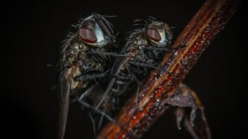 Skuteczne sposoby na muchy – jak szybko odzyskać spokój w domu?