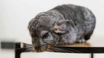 Szynszyla domowa – jak zapewnić jej dobre warunki i długie życie?