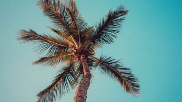 Daktylowiec kanaryjski (palma królewska) – jak uprawiać egzotyczną ozdobę domu i ogrodu